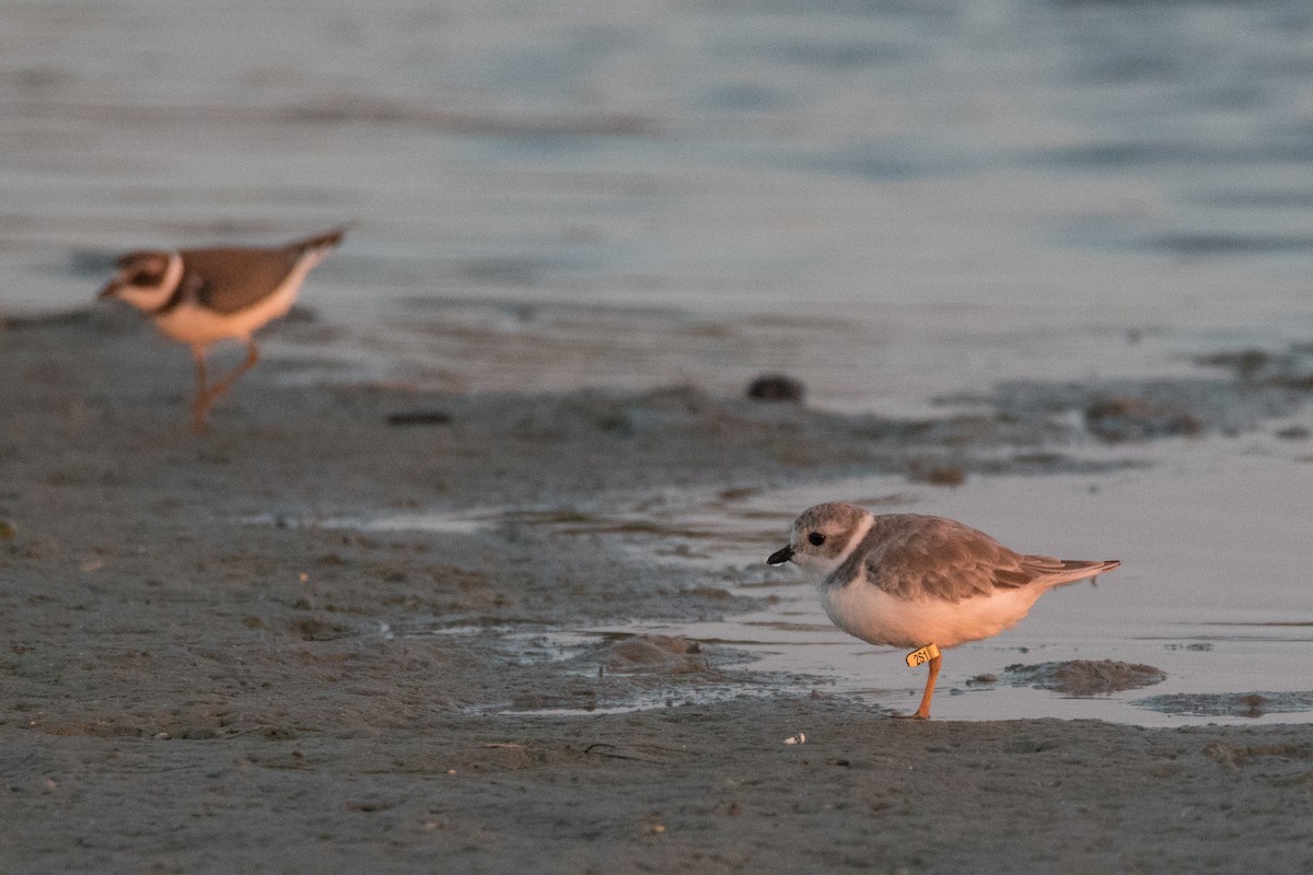 Piping Plover - Jesse Huth