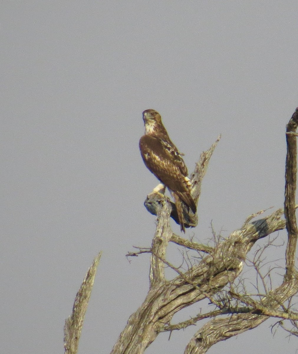 African Hawk-Eagle - ML275534211