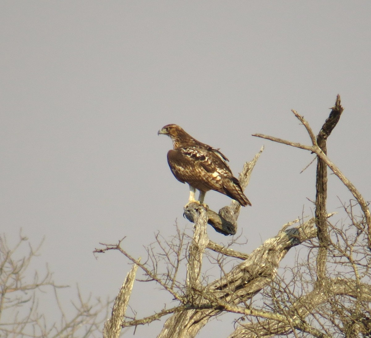 African Hawk-Eagle - ML275534231