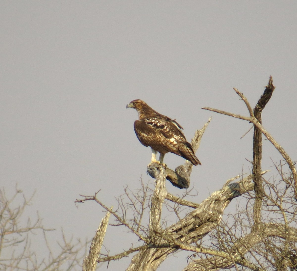 Águila Estriada - ML275534231