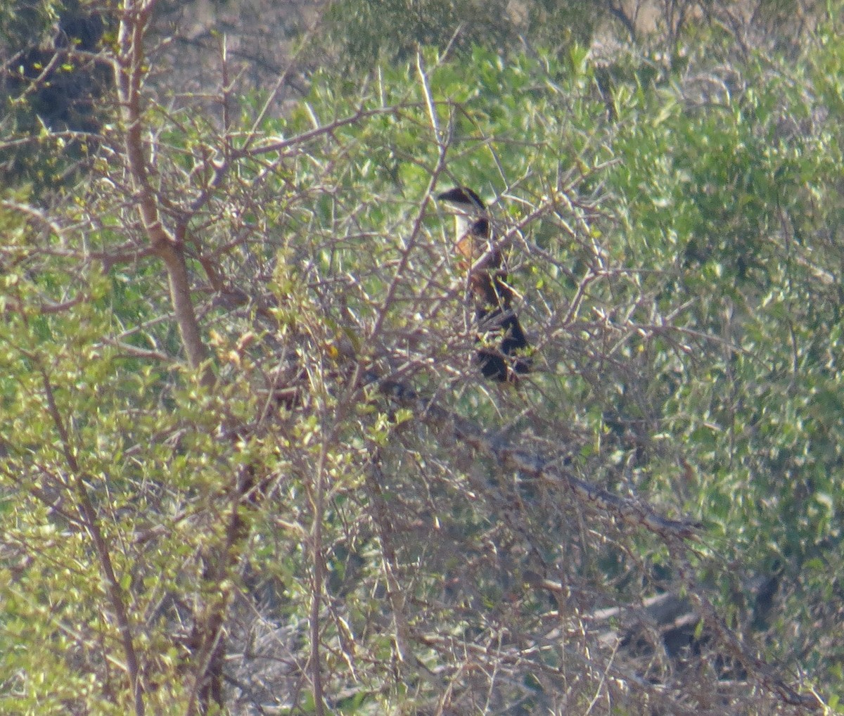 White-browed Coucal (Burchell's) - Stuart Malcolm