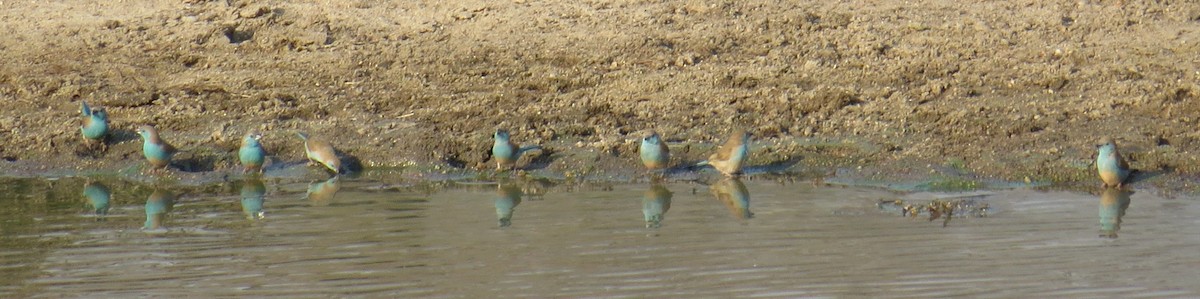 Southern Cordonbleu - ML275537341