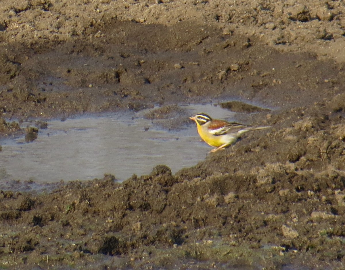 Golden-breasted Bunting - ML275537391