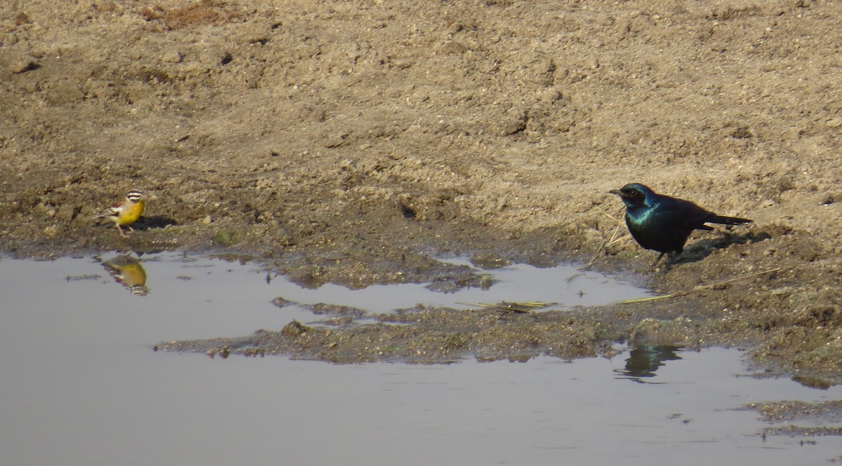 Golden-breasted Bunting - ML275537531