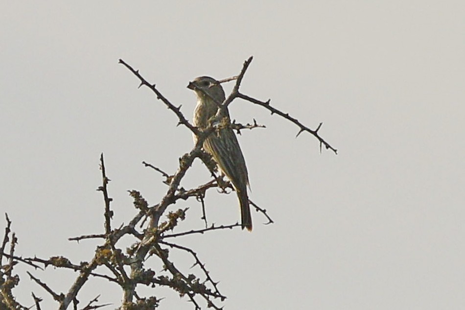 Saffron Finch - ML275538321