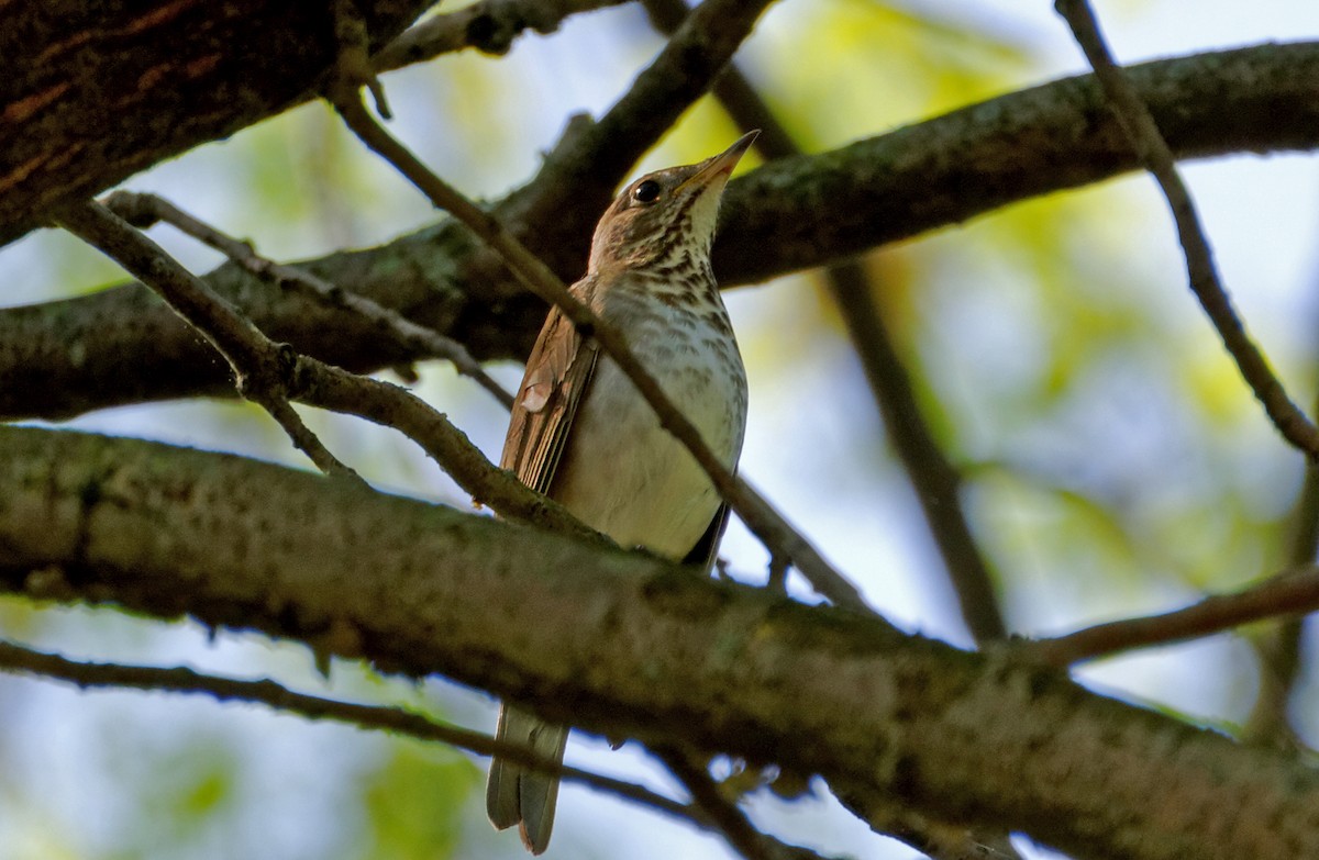 Hermit Thrush - ML275538661