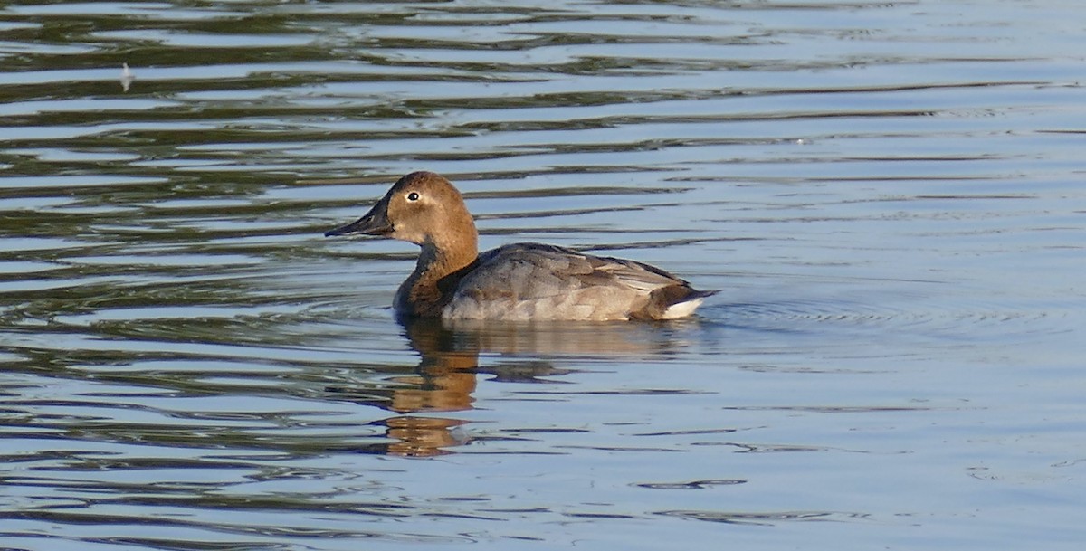 Canvasback - ML275538731