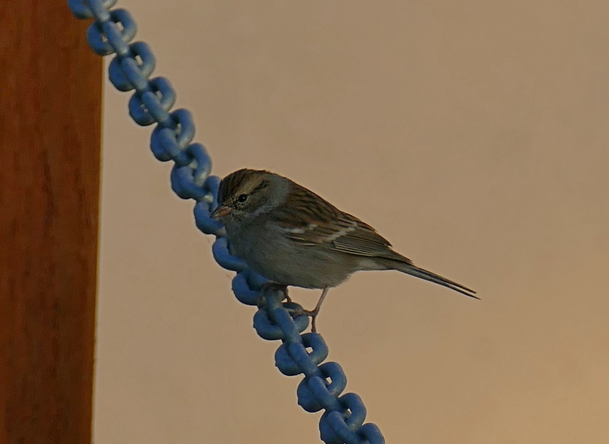 Chipping Sparrow - ML275538741