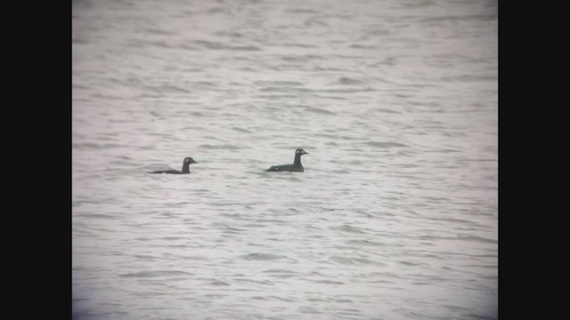 White-winged Scoter - ML275539651