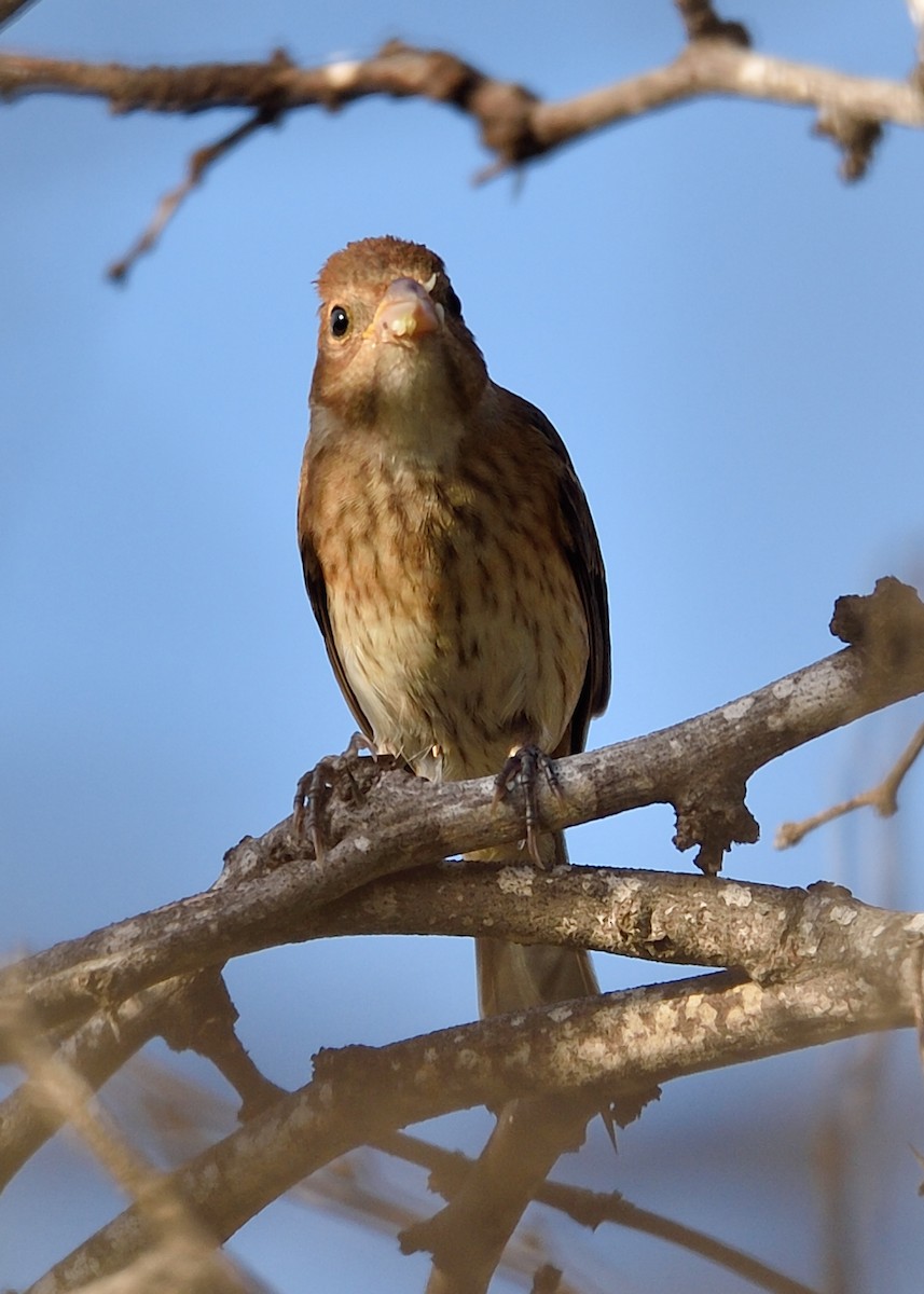 Indigo Bunting - Michiel Oversteegen