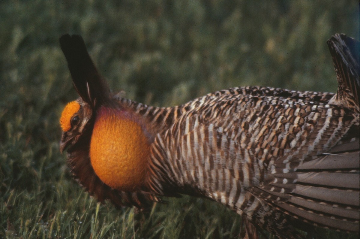 Greater Prairie-Chicken (Attwater's) - ML275539841