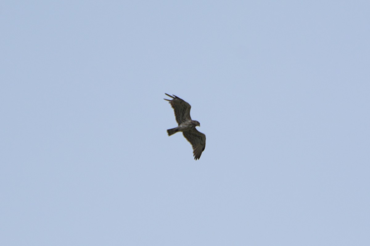 Short-toed Snake-Eagle - ML275540351