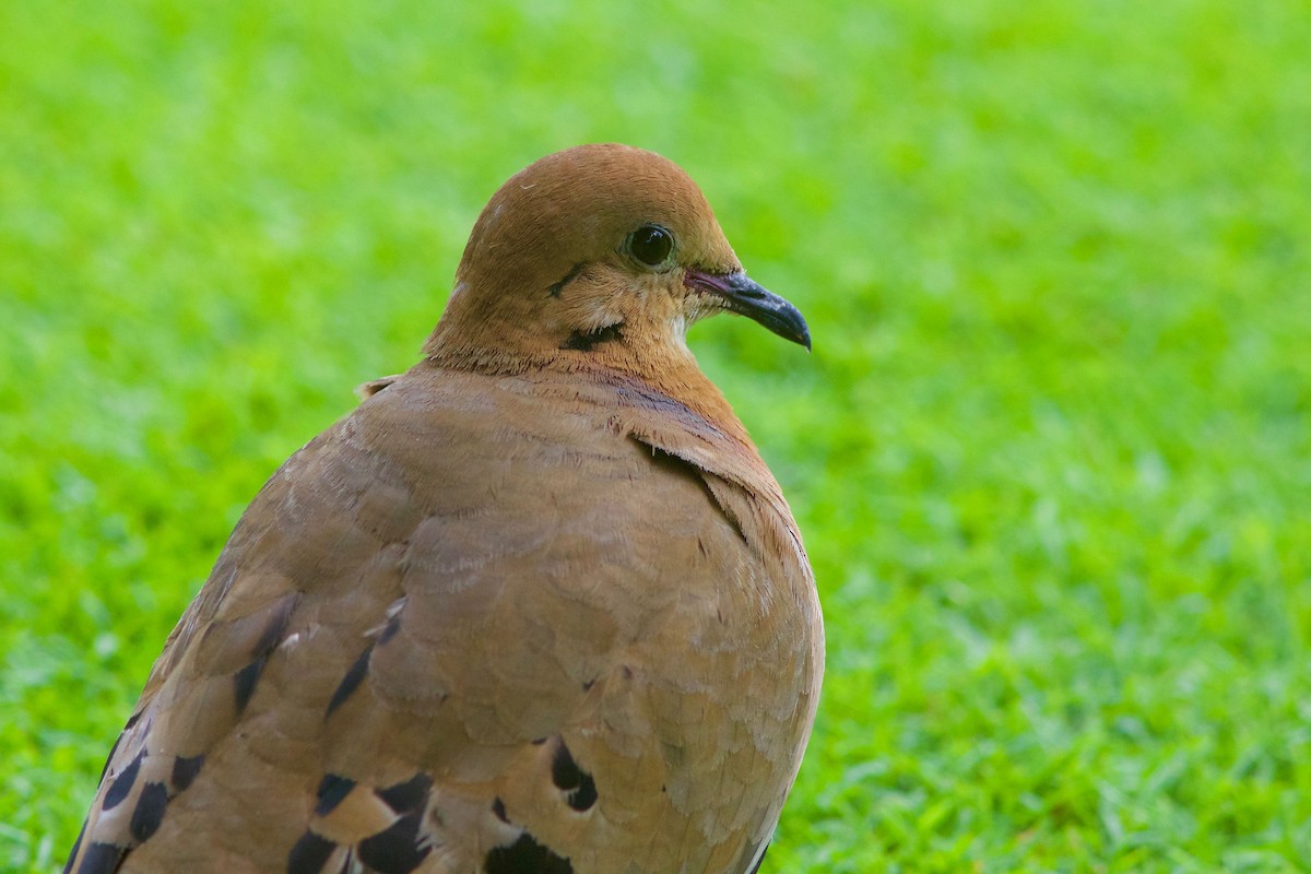 Zenaida Dove - ML27554061