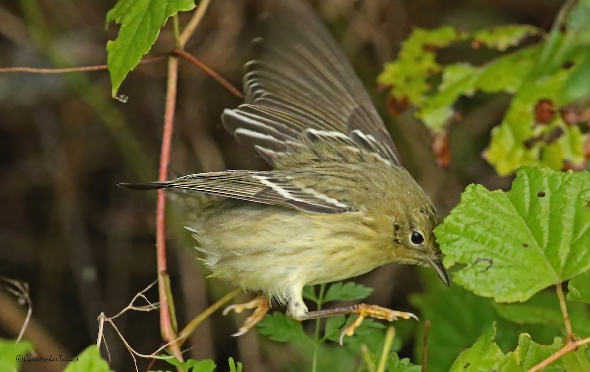 Blackpoll Warbler - ML275542741