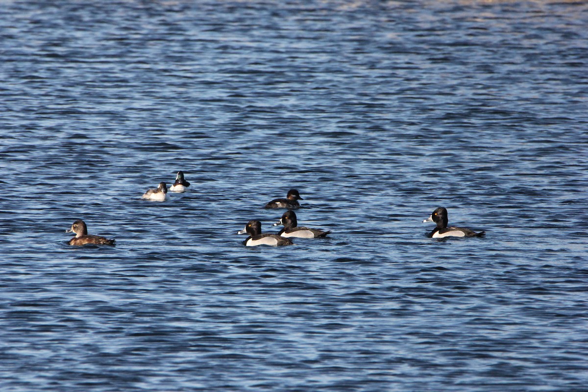 Ring-necked Duck - Remus James