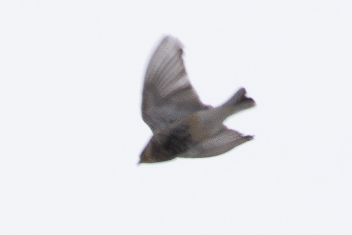 Chestnut-collared Longspur - ML275547041