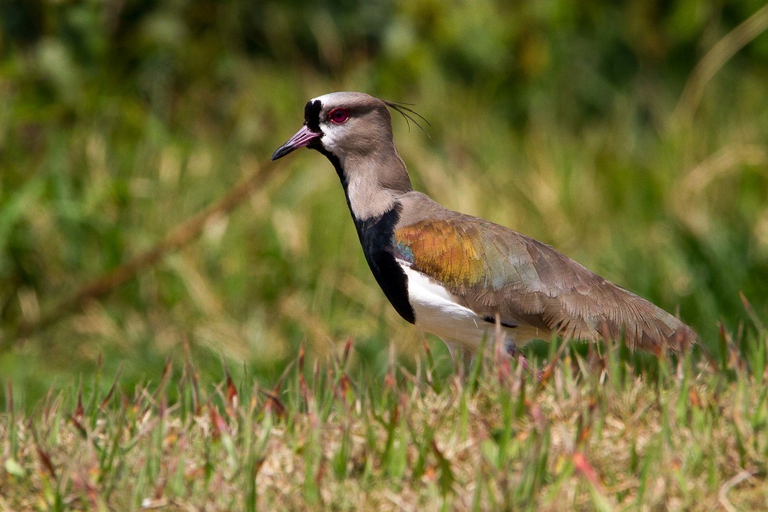 Southern Lapwing - ML275548541