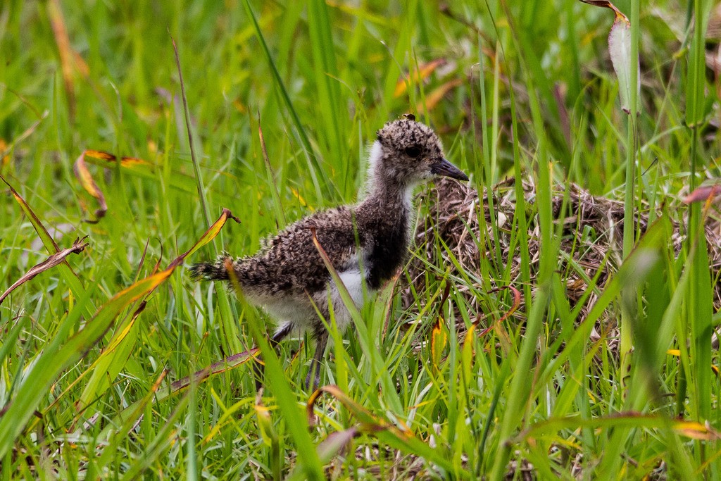 Southern Lapwing - ML275548561