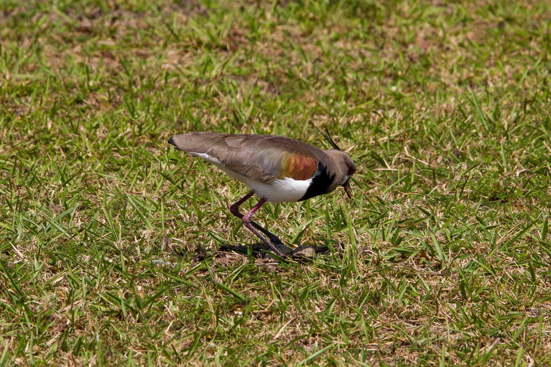 Southern Lapwing - ML275548591