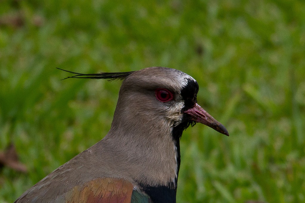 Southern Lapwing - ML275548601