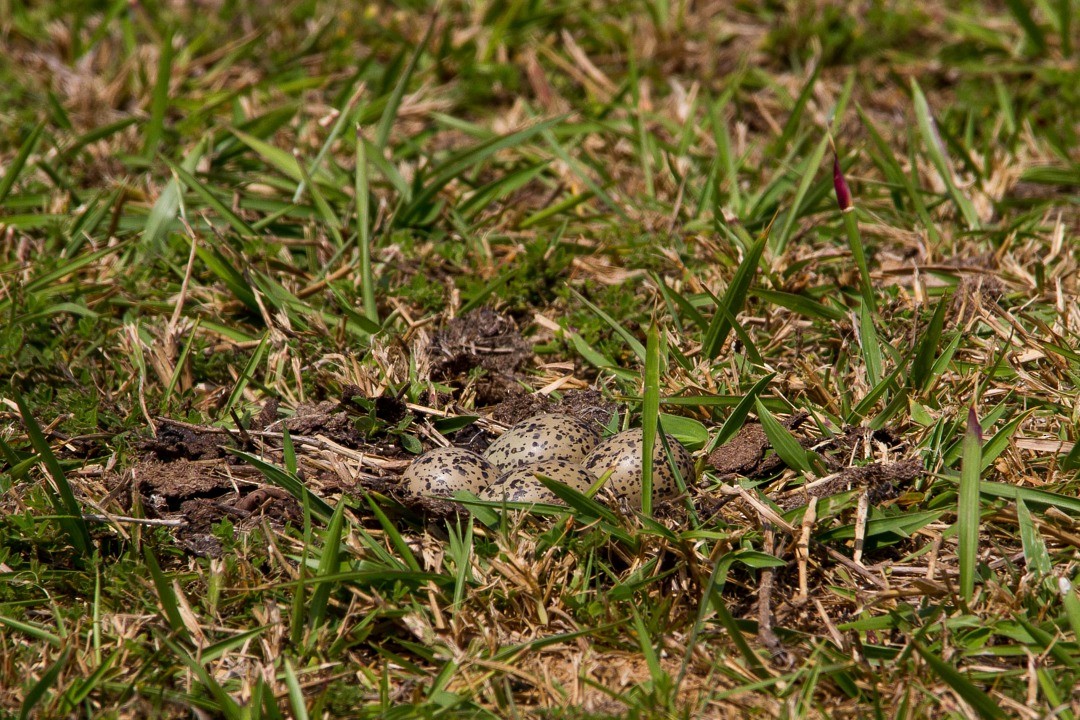 Southern Lapwing - ML275548611