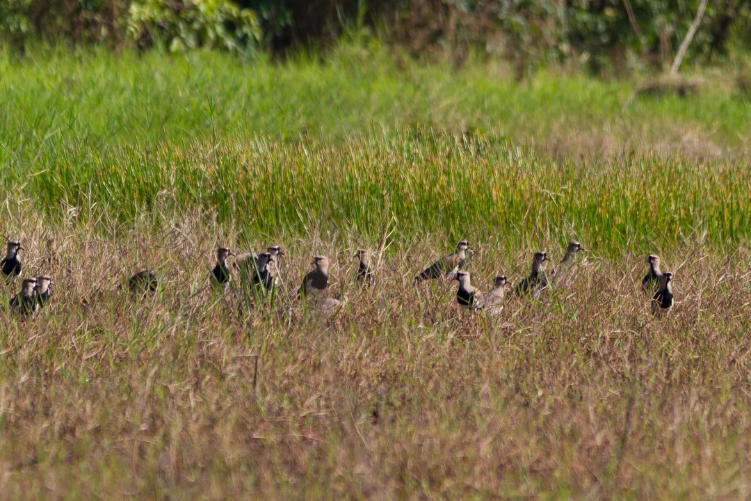 Southern Lapwing - ML275548621