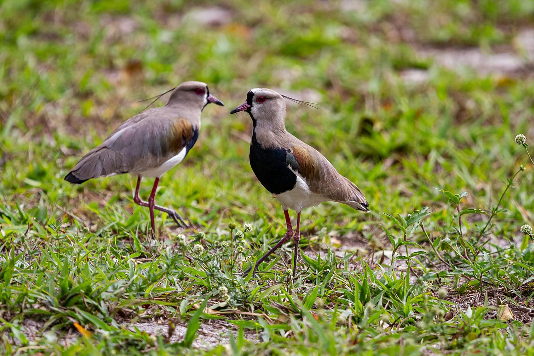 Southern Lapwing - ML275548641