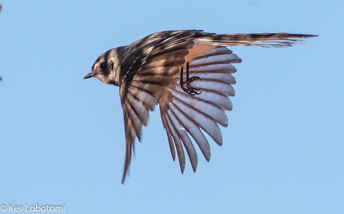 Gray Fantail (albicauda) - ML275549801