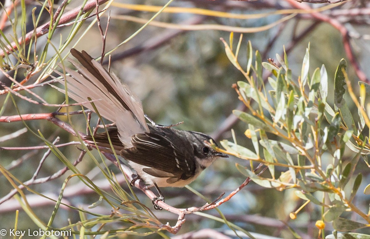 Gray Fantail (albicauda) - Kevin Bartram