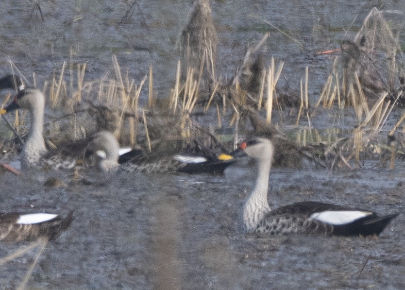 Indian Spot-billed Duck - ML275550191