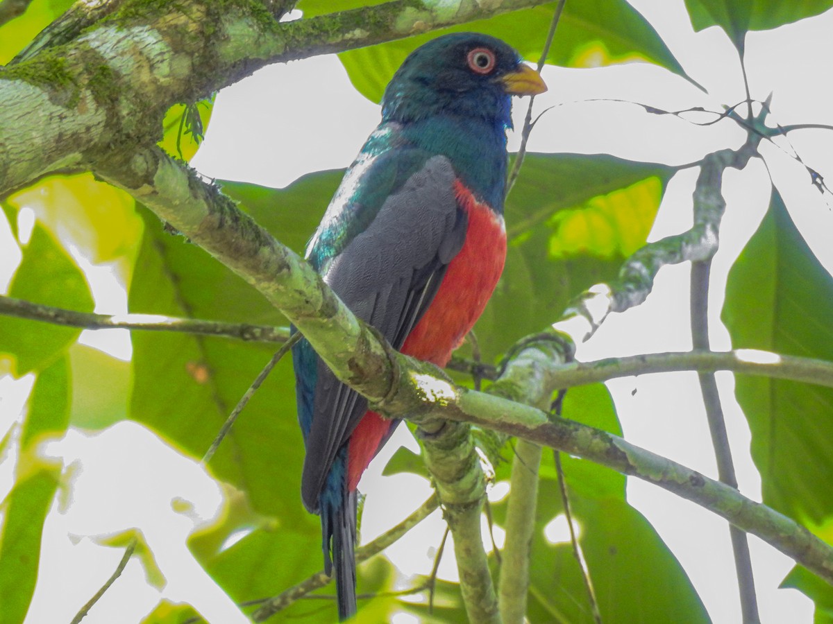 Trogon d'Équateur - ML275551331