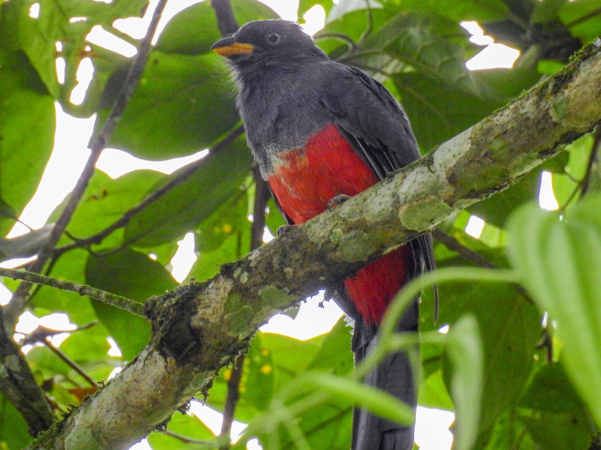 Trogon d'Équateur - ML275551341