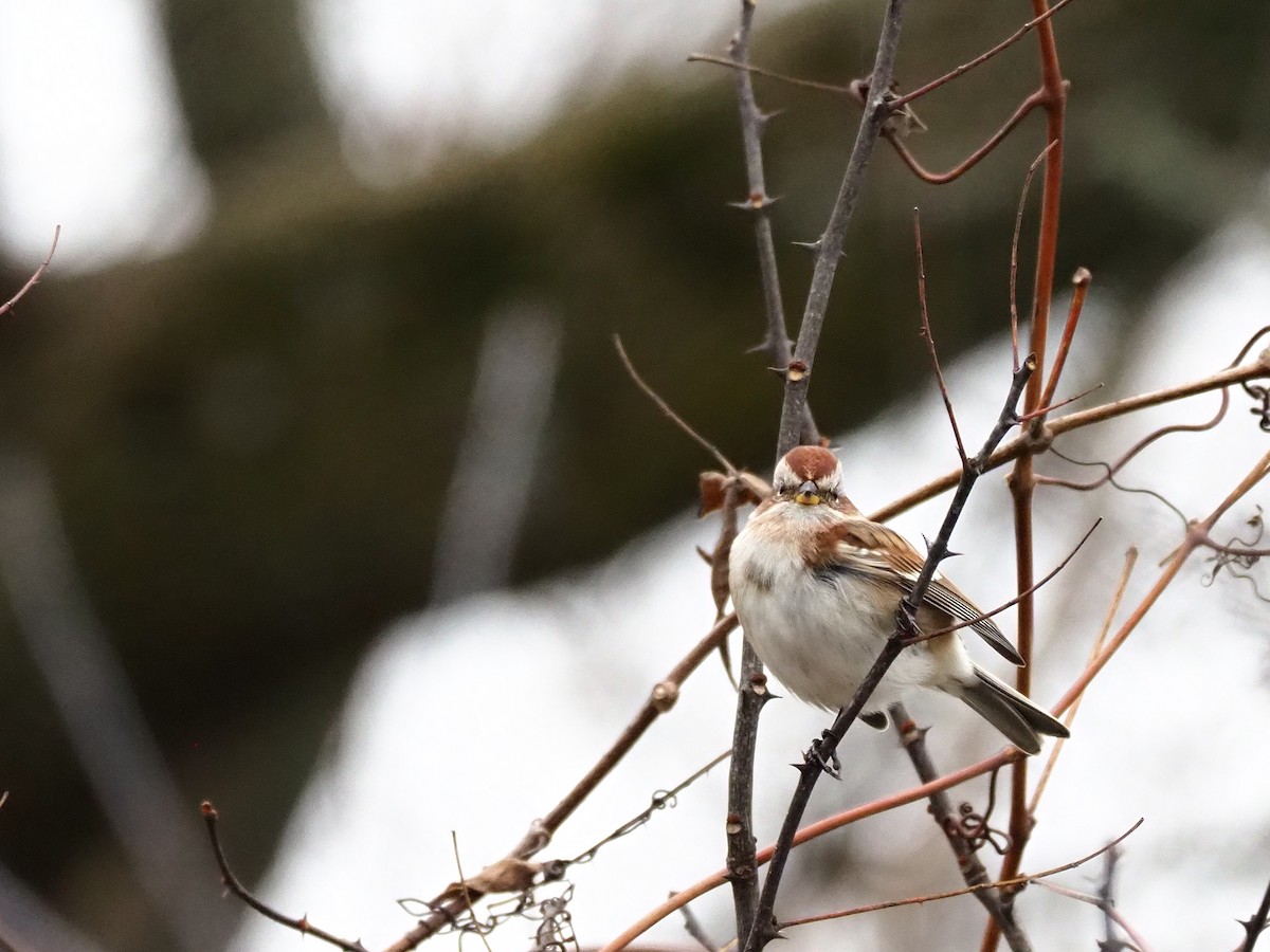 American Tree Sparrow - Cheryl Jamieson