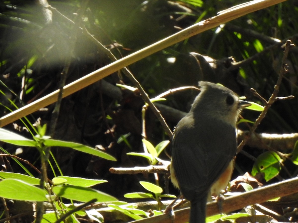 Tufted Titmouse - ML275553921