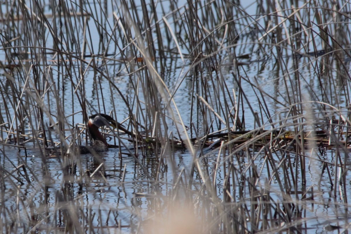 Red-necked Grebe - ML27555441