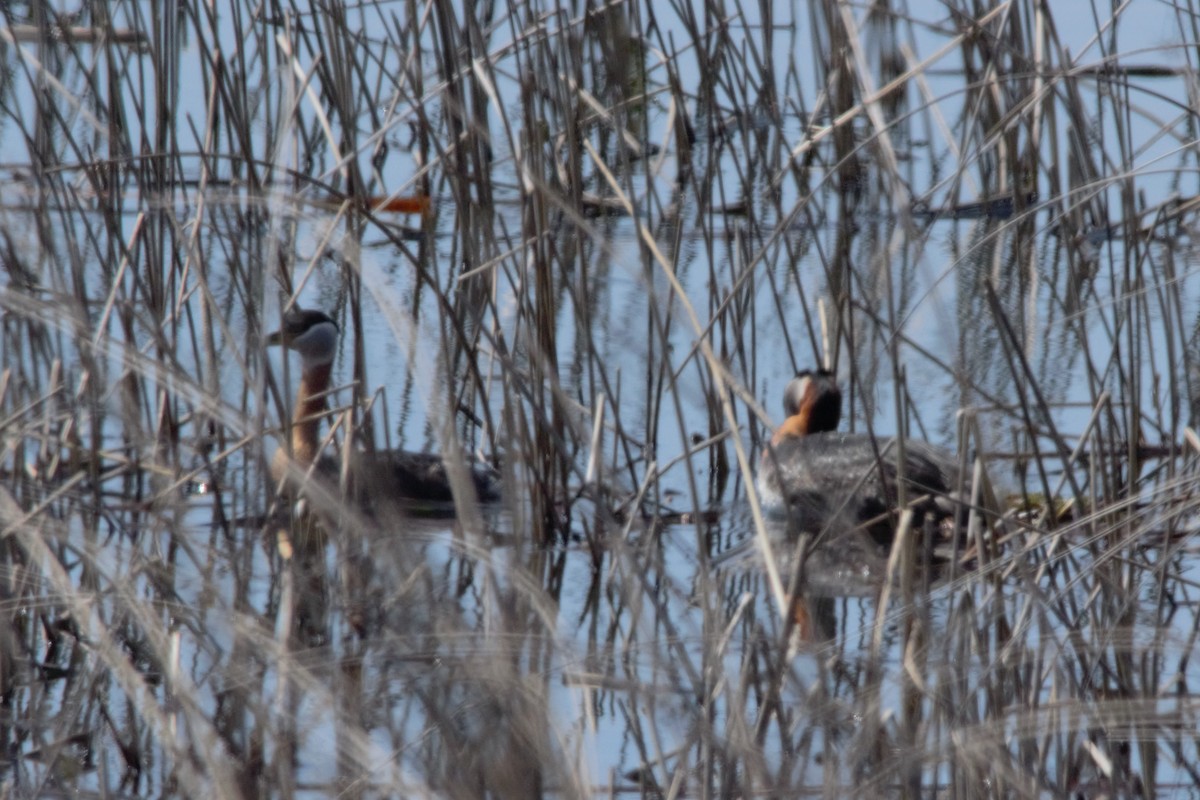 Red-necked Grebe - ML27555451
