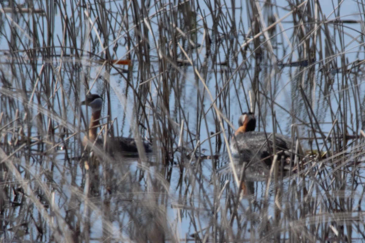 Red-necked Grebe - ML27555451