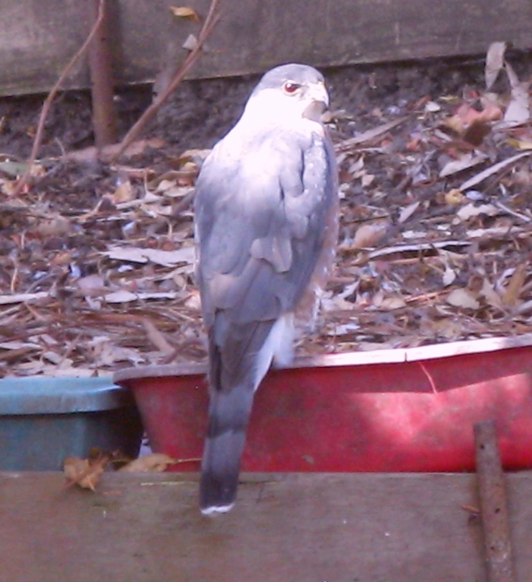 Cooper's Hawk - ML275554691