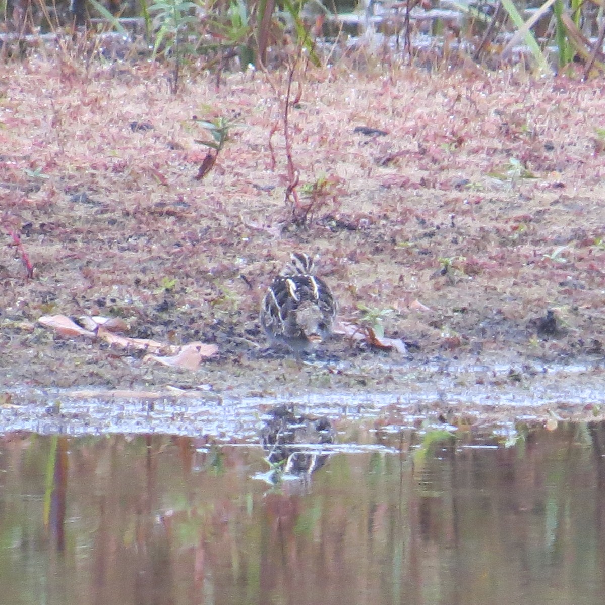 Wilson's Snipe - ML275555931