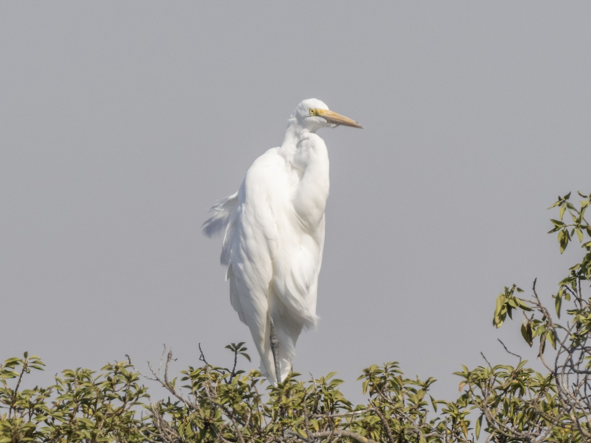 Great Egret - Steven Hunter