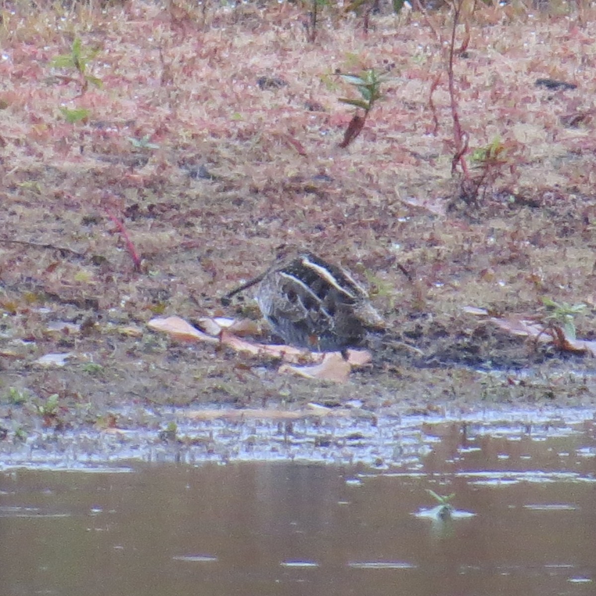 Wilson's Snipe - ML275556751