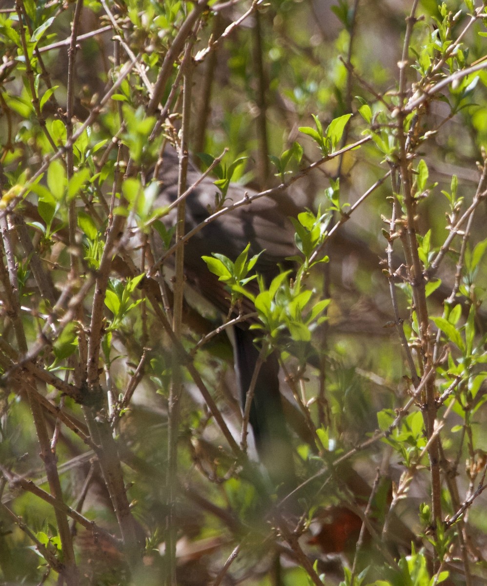 Yellow-billed Cuckoo - ML27555741