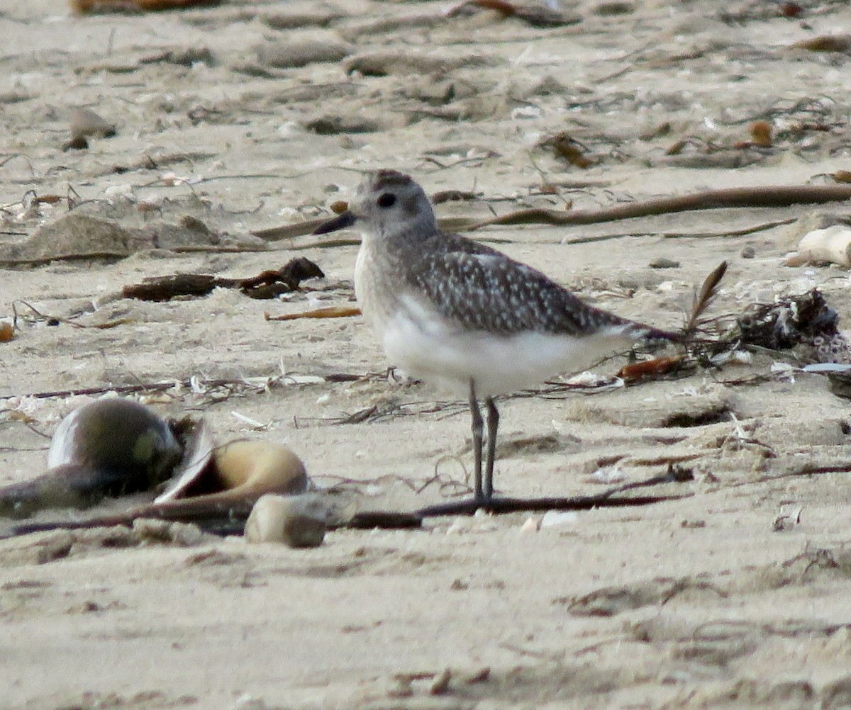 Black-bellied Plover - ML275557901