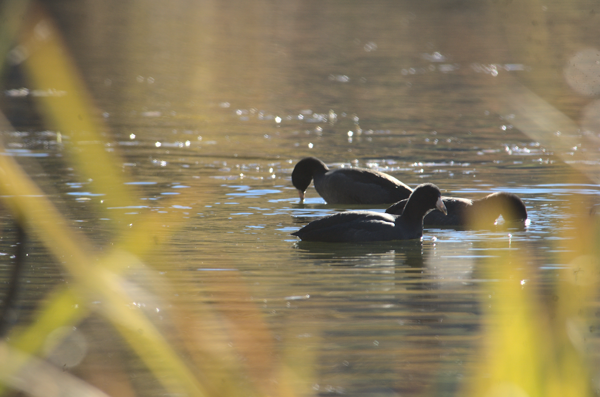 American Coot - ML275558461