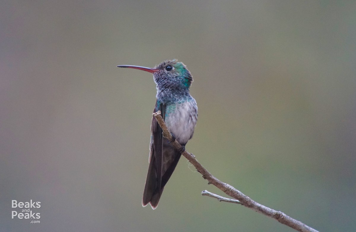 Honduran Emerald - William Orellana (Beaks and Peaks)