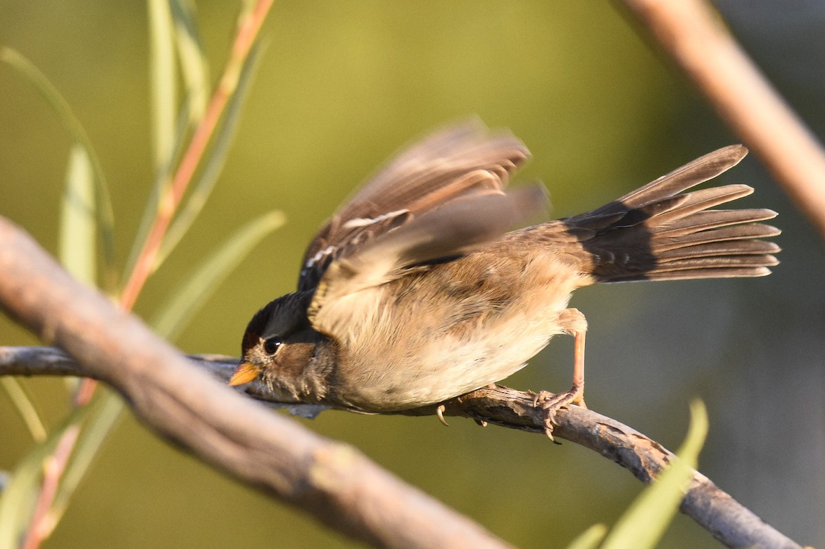 White-crowned Sparrow (Gambel's) - ML275559871