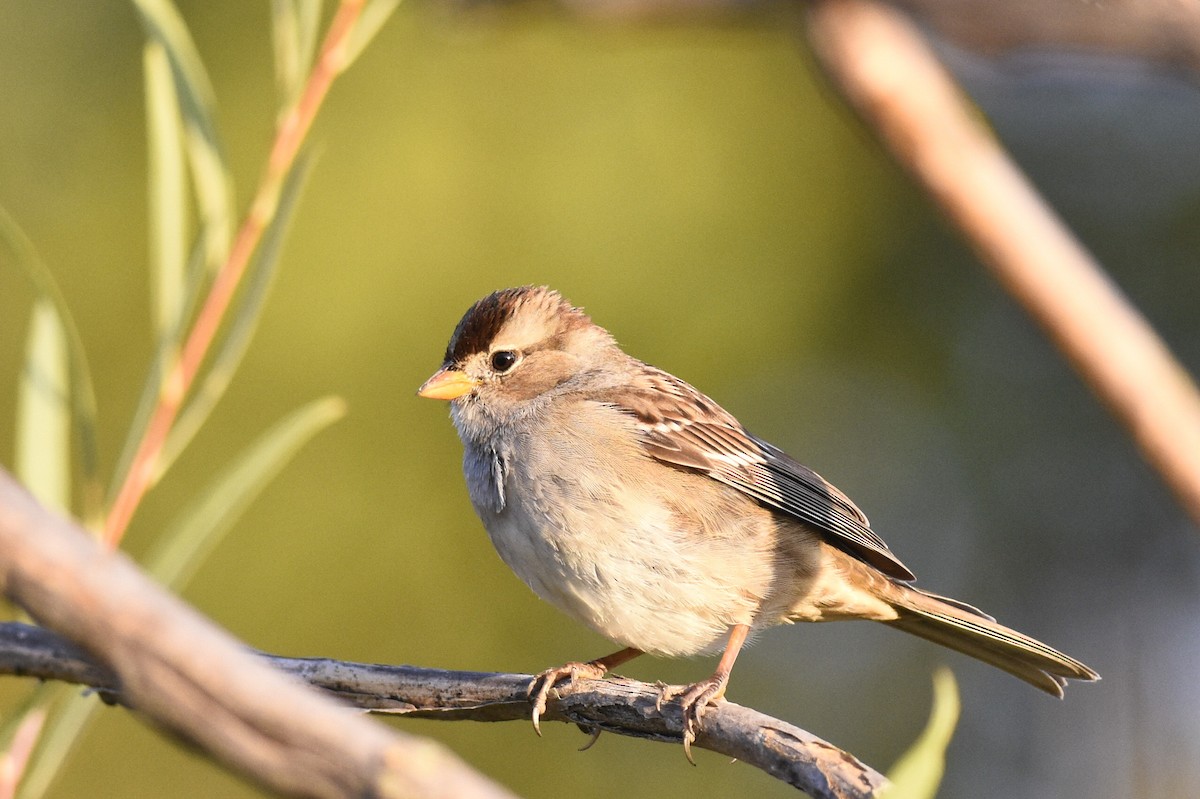 White-crowned Sparrow (Gambel's) - Max Brodie