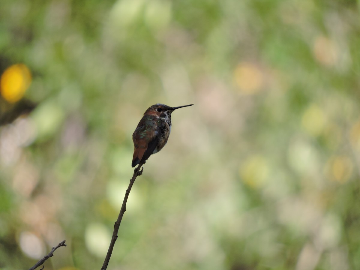 Colibrí de Allen - ML275561131