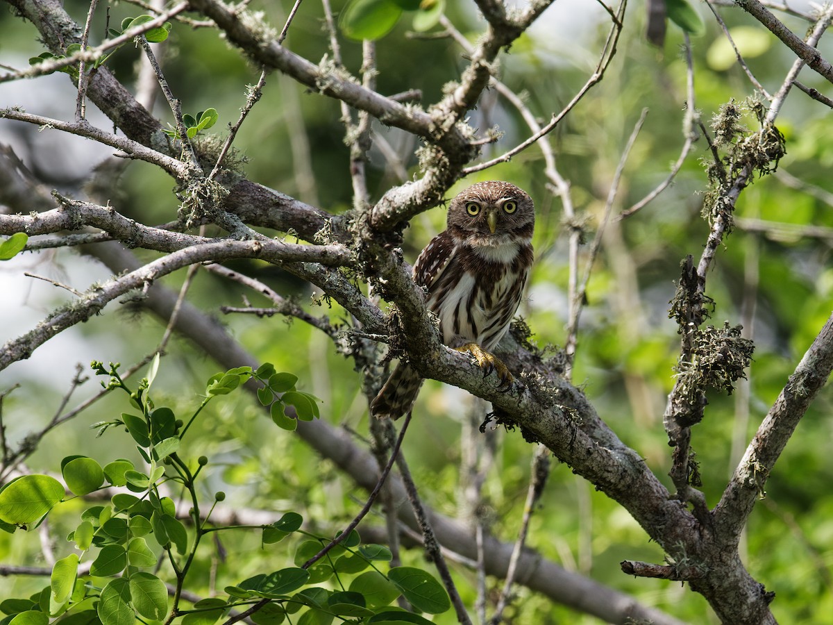 Peruvian Pygmy-Owl - ML275561511