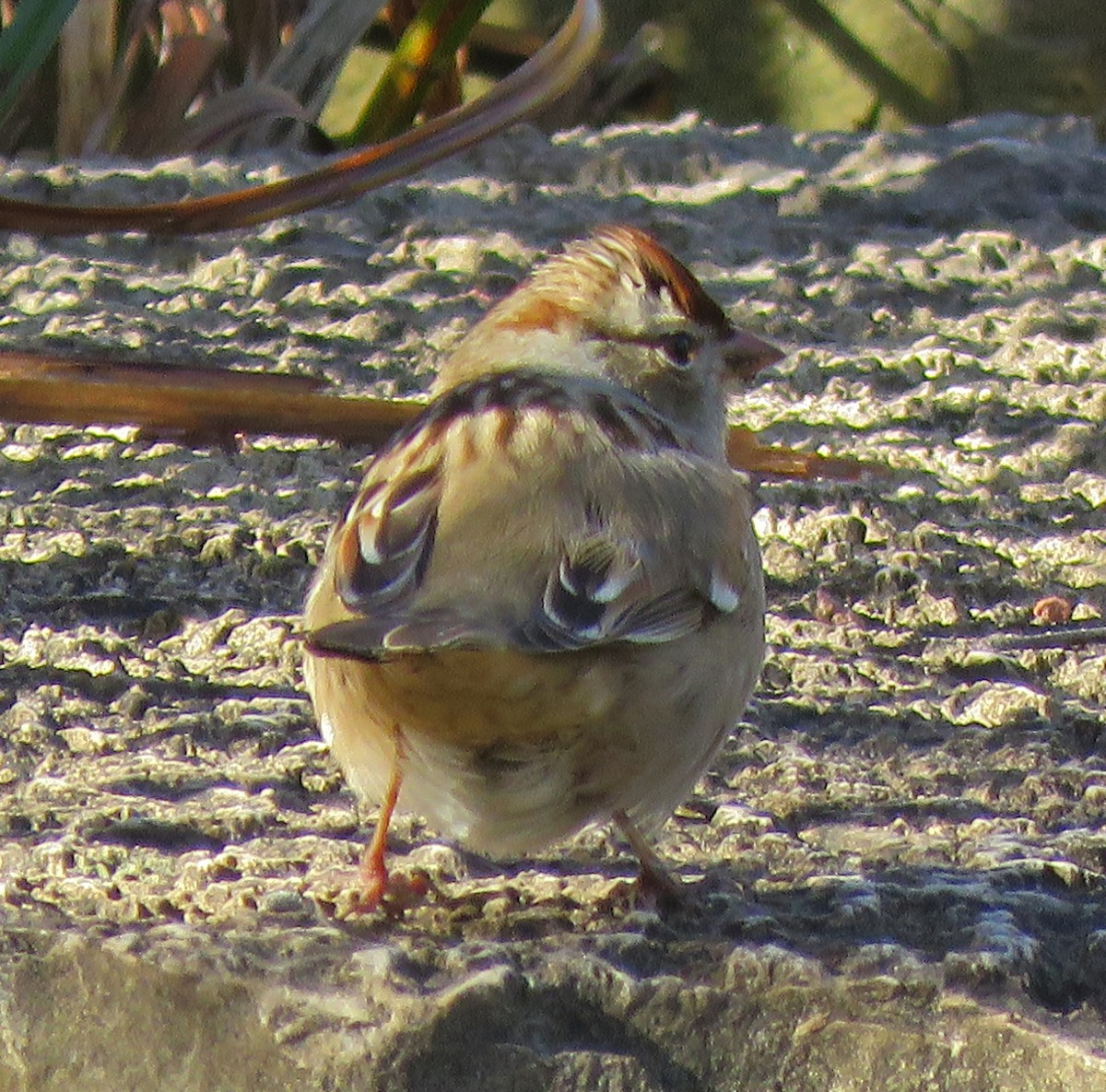 White-crowned Sparrow - ML275562461